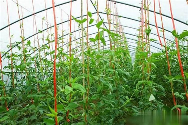 大豆开花后期长豆角时追什么肥