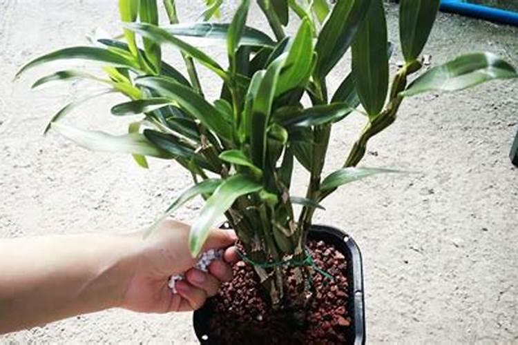 杀虫双吡虫啉和哪些杀菌剂混用