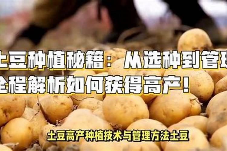 土豆施肥技术要点 马铃薯施肥技术要点