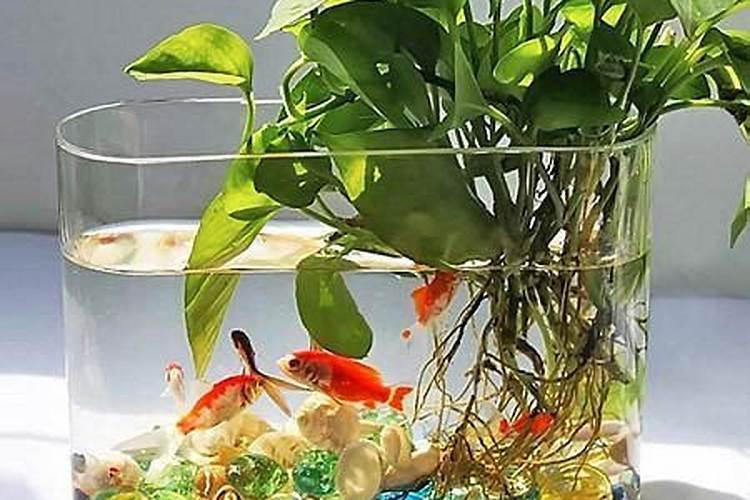 荷兰豆用什么肥料最好