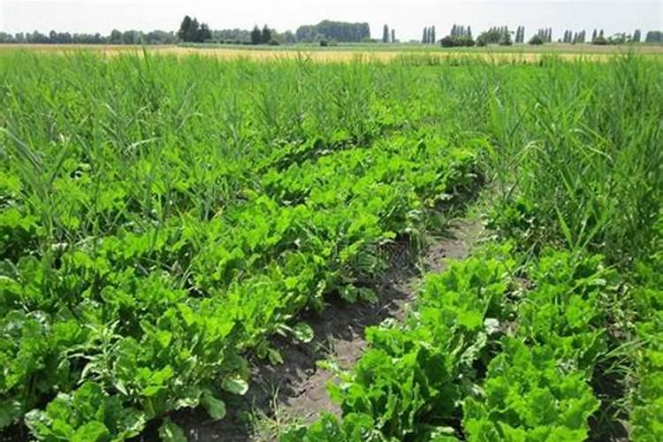 甜菜后期需要什么肥料