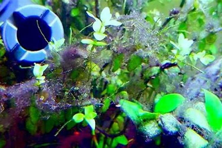 番茄颜色不好怎么办？