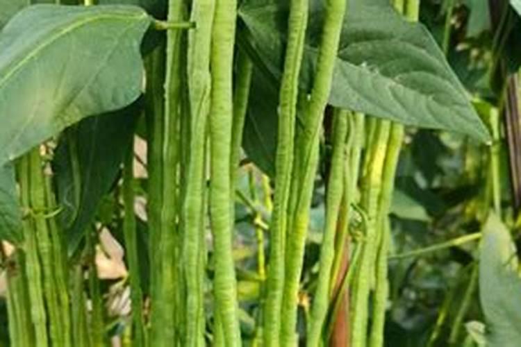豆角什么时候施肥 豆角哪时候施肥比较好