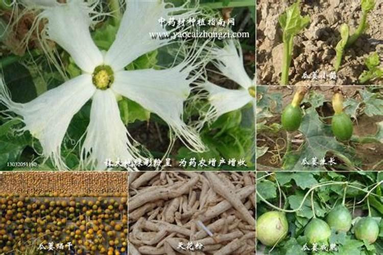 瓜蒌如何种植？