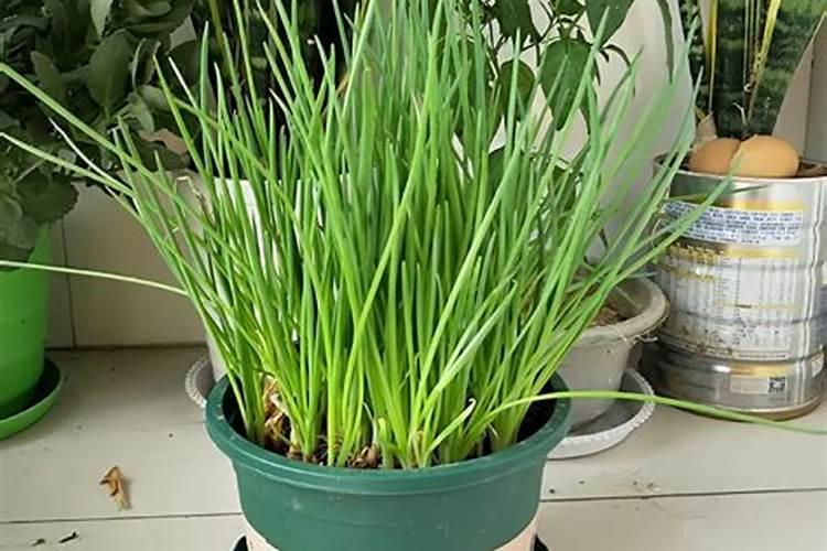 十大含钾高的水果指的是哪些？