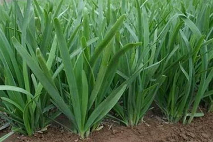 花多多2号和12号的区别