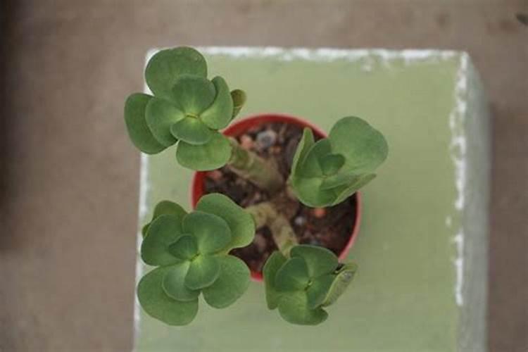 大量元素水溶肥料多少钱一要几天才能配土