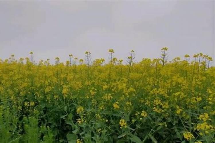 水稻后期贪青晚熟喷施什么叶面肥什么时间喷