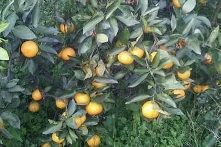 桔子树移栽如何浇水