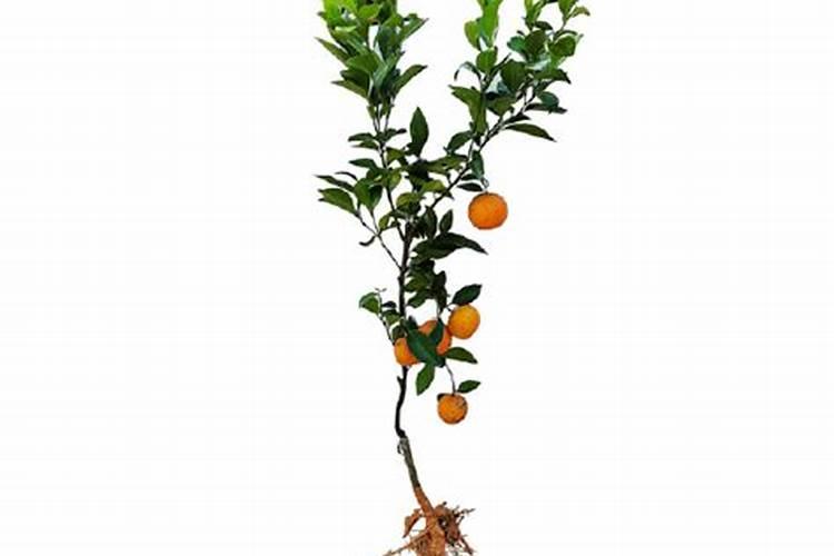 桔子树什么时候移栽最好