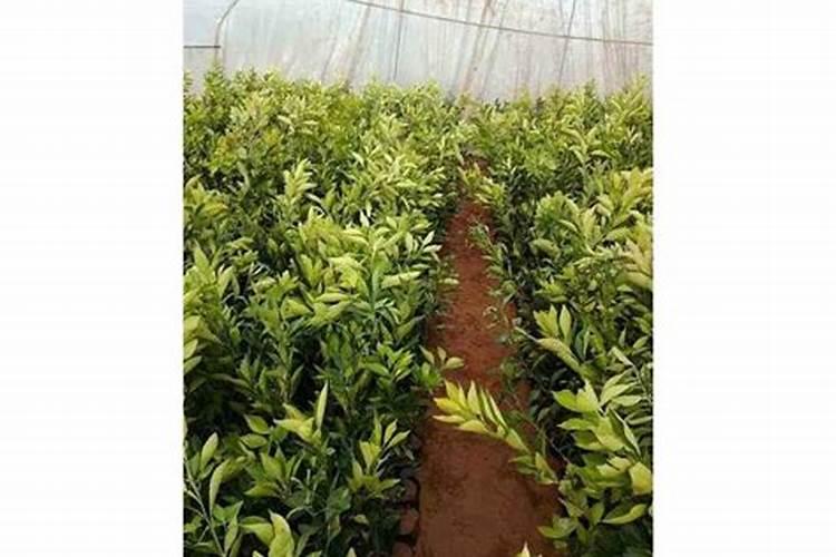 橘子树移栽几天能活,移栽要注意哪些