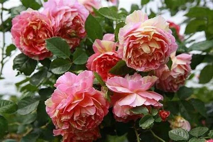 月季为什么不开花