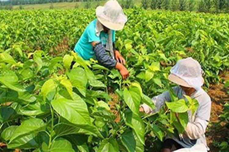 桑树的生长周期是多长时间