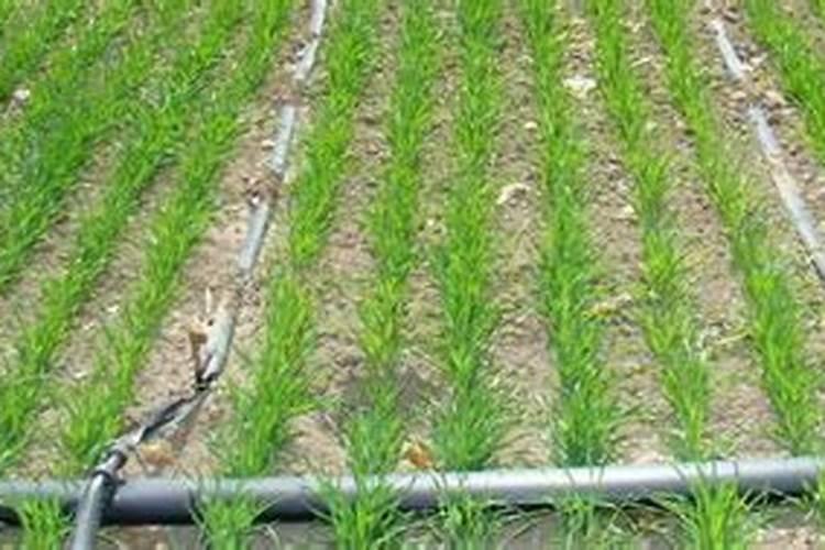 锌肥棉花七月底能滴灌吗？