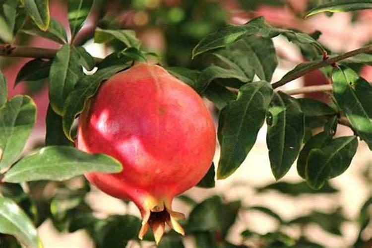 种植软籽石榴苗的的施肥过程