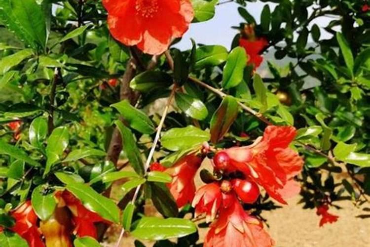 怎样给软籽石榴树苗施肥