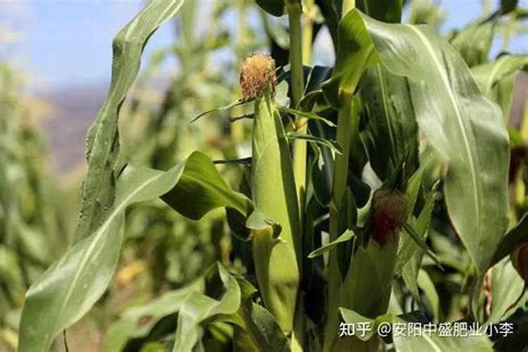 绿豆用什么肥料最好 绿豆的施肥方法