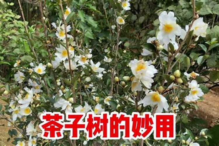 成年茶子树该怎么修剪施肥