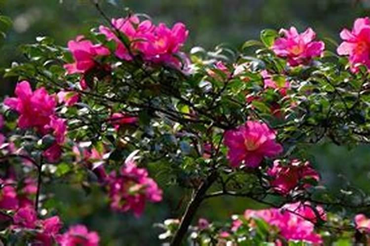 油菜饼肥养花的使用方法