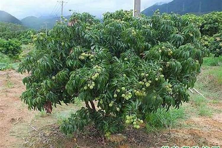 妃子笑荔枝花期如何管理更高产？