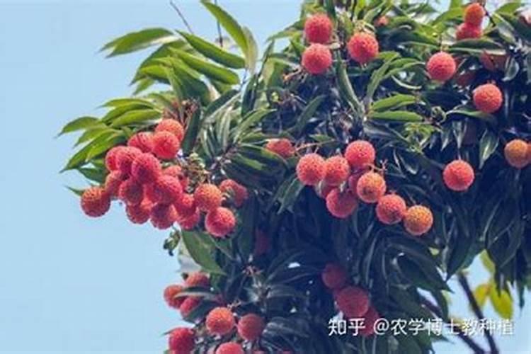 荔枝幼苗施肥时期以及方法