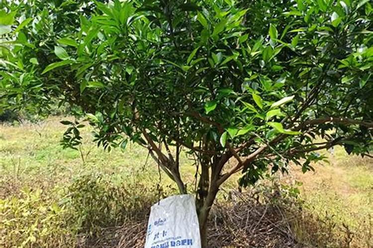 夏天施复合肥不会把果树烧死吗？