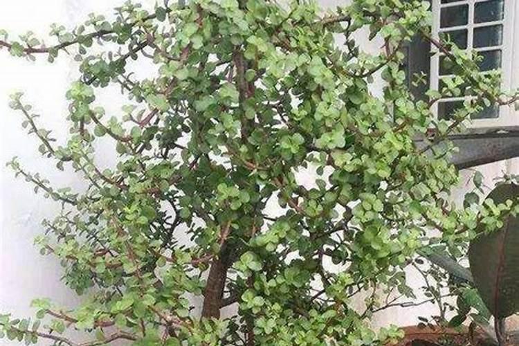 金枝玉叶怎么养？