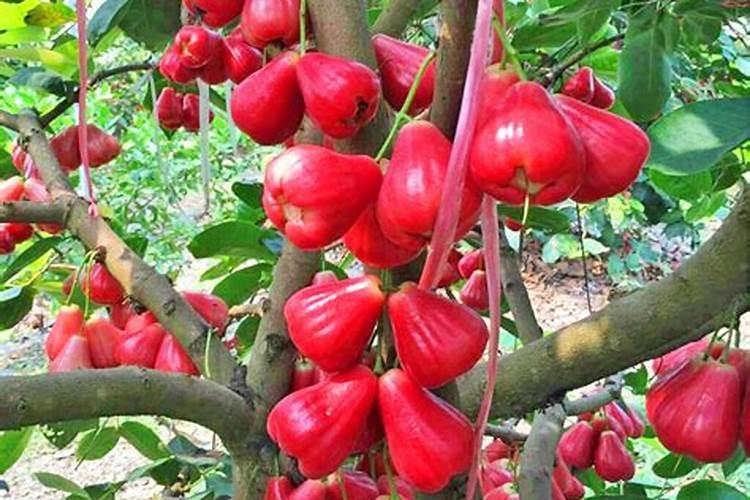 已经冻到的莲雾喷重量腐植酸会影响坐果吗