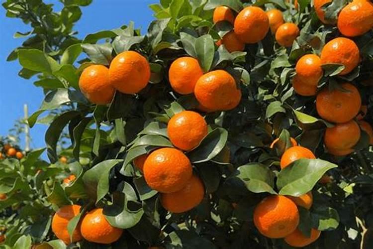 种植沙糖桔南丰蜜桔马水桔和金桔用什么叶面肥好