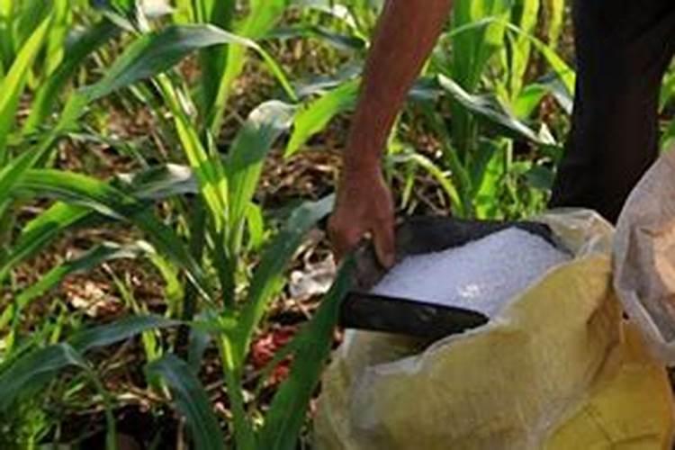 盆栽西红柿施什么肥最好