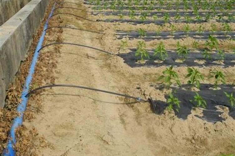 大量元素水溶肥,六个特点无可匹敌!