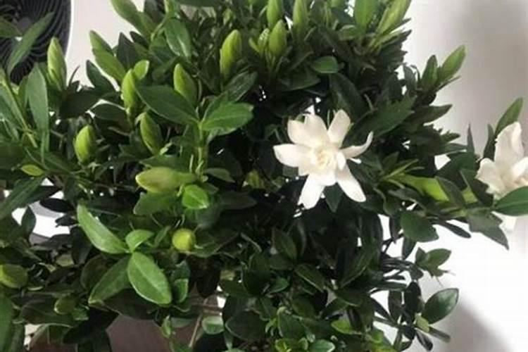 栀子花为什么只长叶子不开花