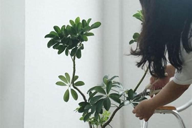 招财树掉叶子怎么补救