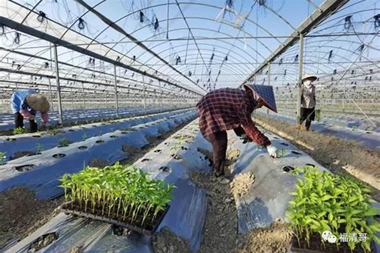 用什么肥土育尖椒,西红柿,黄瓜苗？