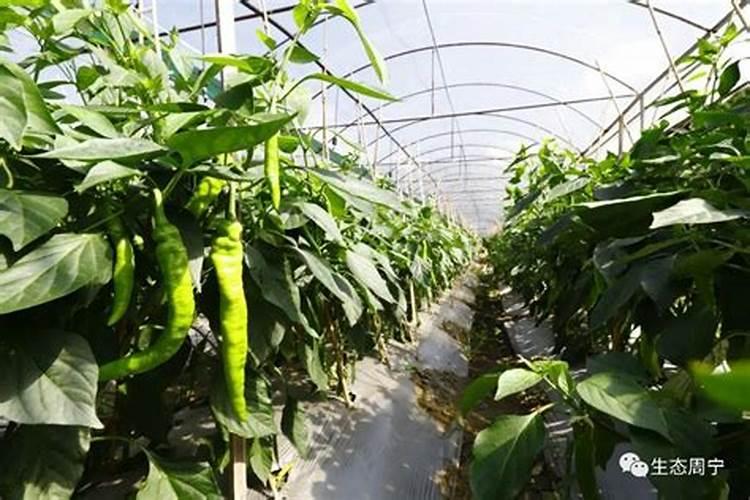 请问刚定植的尖椒什么时候开始冲肥,那个时期冲什么肥合适？