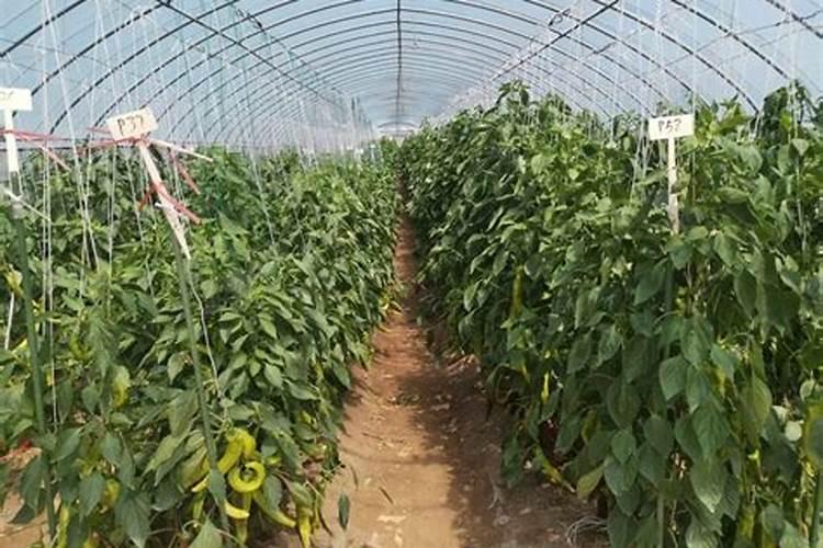 大棚尖椒黄叶子怎么处理