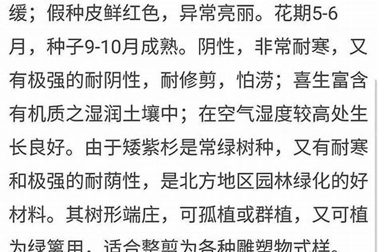 红豆杉怎样养才能养得好