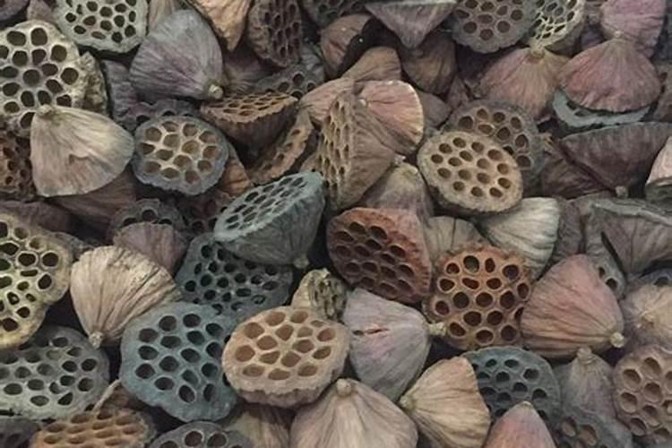 莲蓬去籽壳还有什么用