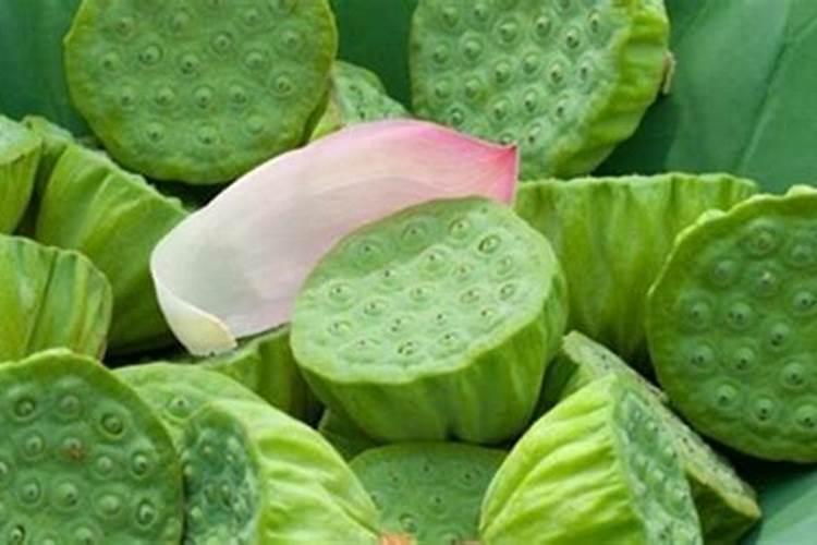莲蓬去籽壳还有什么用