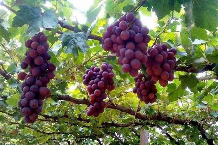 硼肥的用法及用量