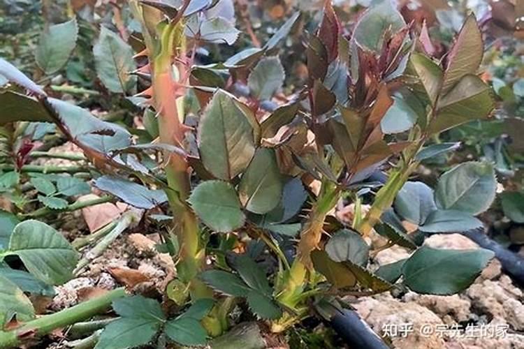 文竹施什么肥长得好