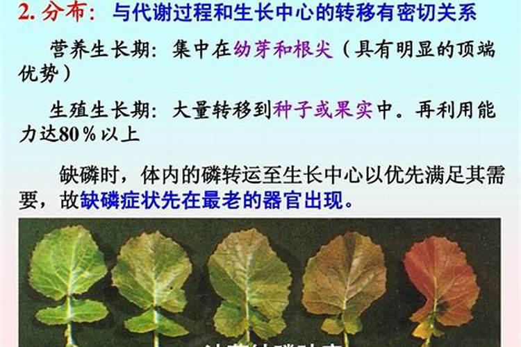 矿源黄腐酸钾的使用效果如何？