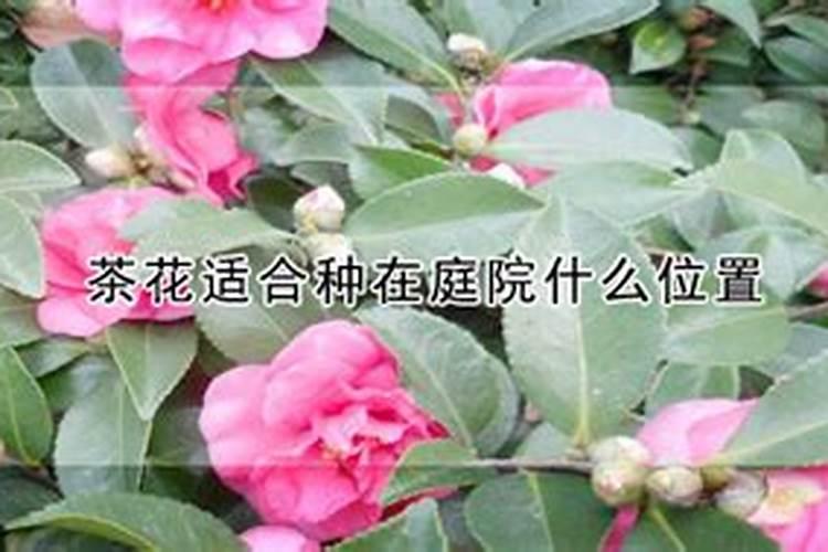 茶花如何施氮肥长得好