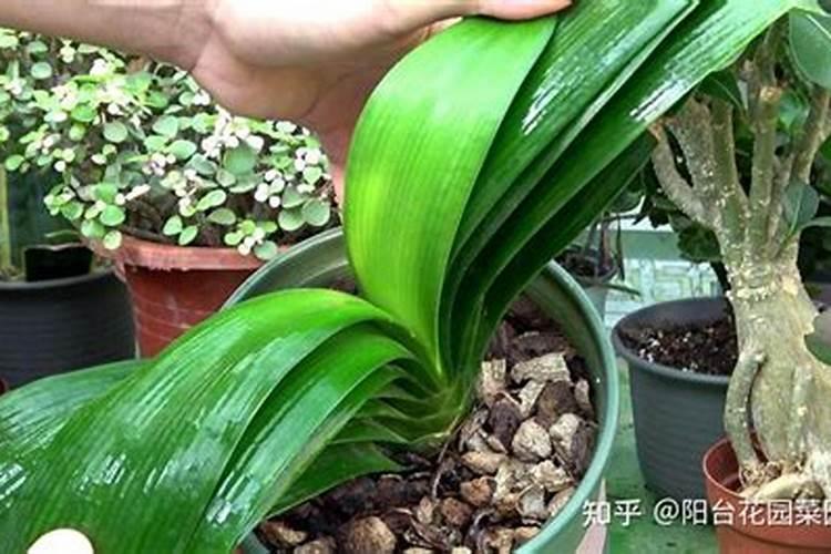 金银花开花前十天还能喷雾硼肥叶面肥吗？