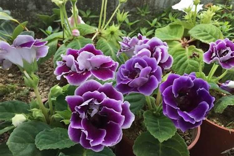 不能给栀子花喷水的四种情况