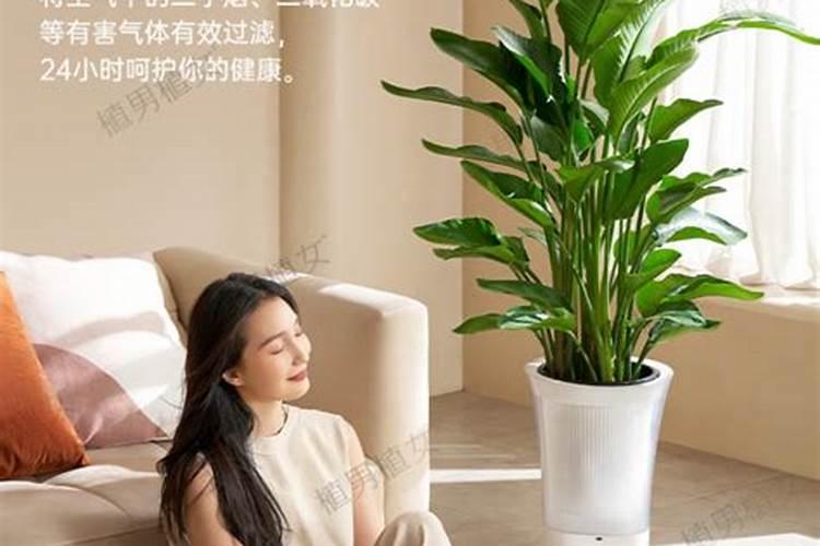 一喷绿什么植物不能用