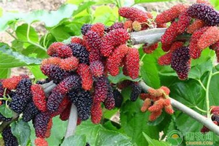 桑树中钾元素的重要性是什么？