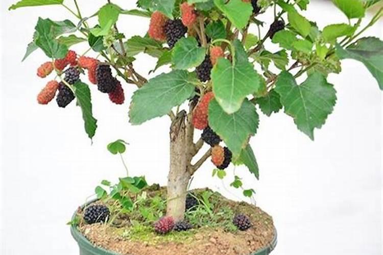 钾肥起什么作用？