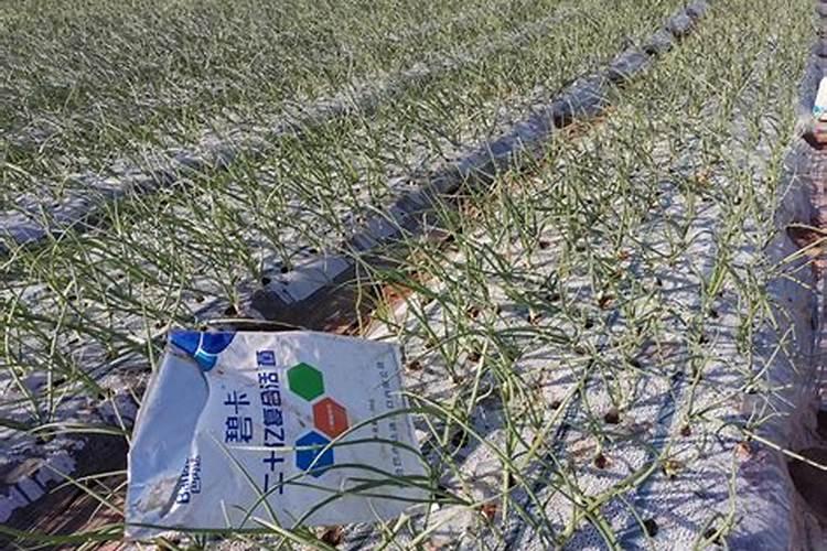 菊花施什么肥料长得好