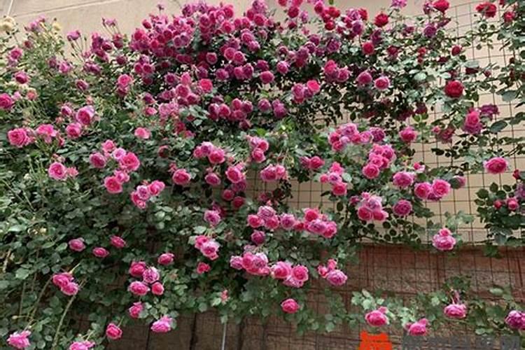 月季花现在都发芽了,而且也长新叶子了,可以施肥吗？
